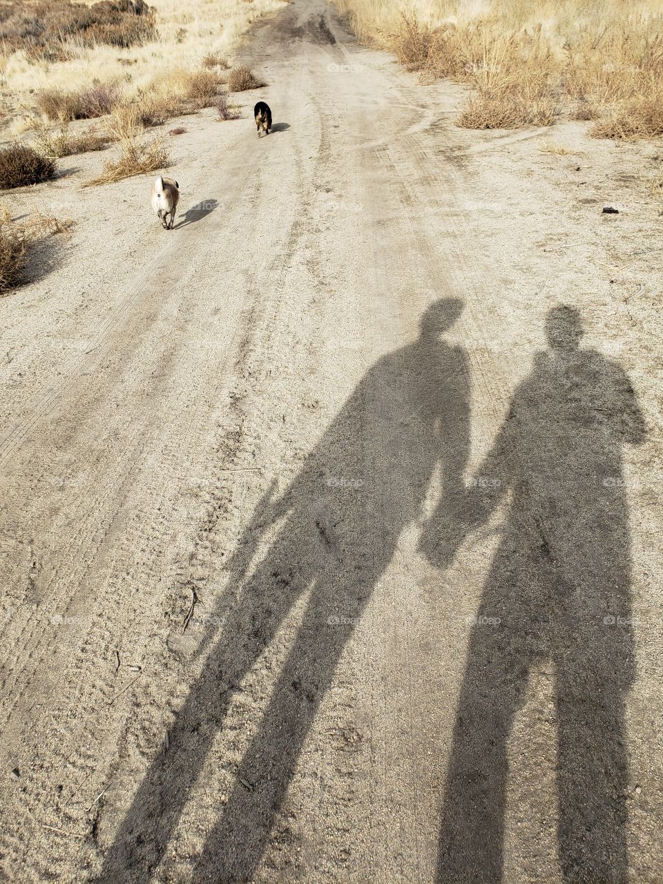 Boyfriends walking the dogs (subject in shadow)