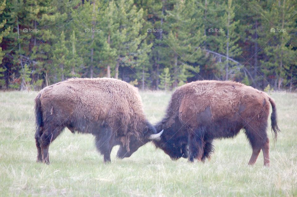 Battle For Territory 