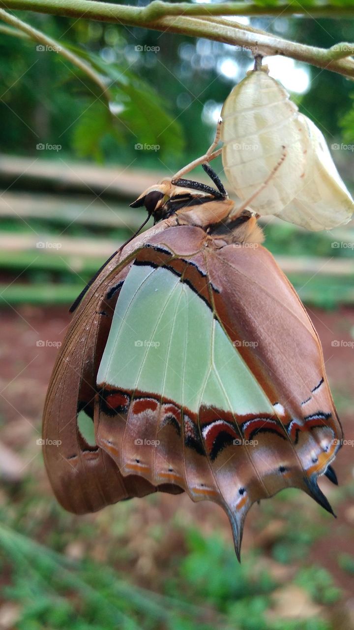 The butterfly that is still perched on the cocoon