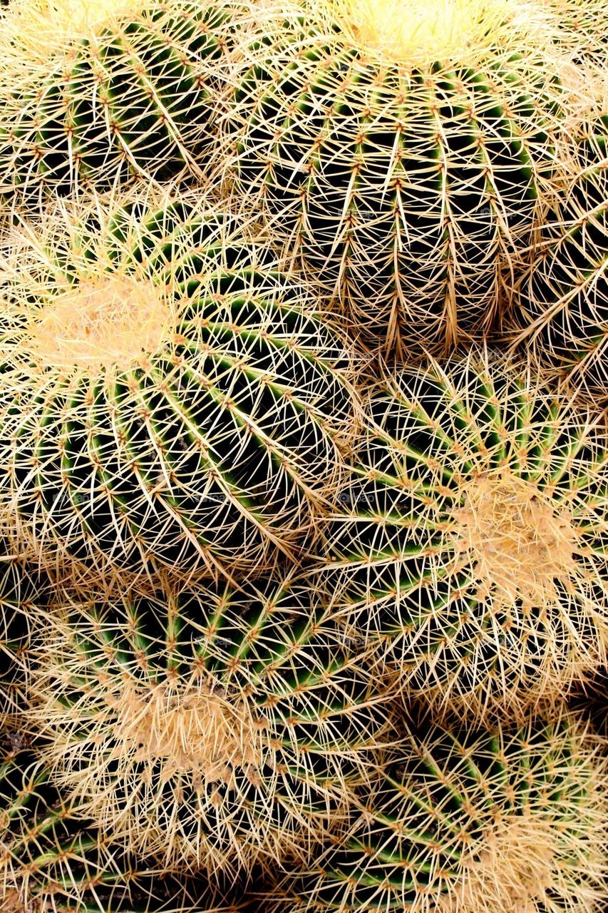 Barrel cacti