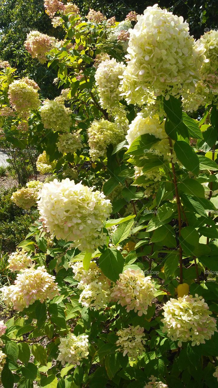 Flower, Flora, Nature, Leaf, Garden