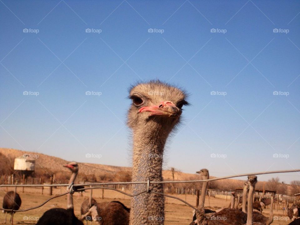 Ostrich