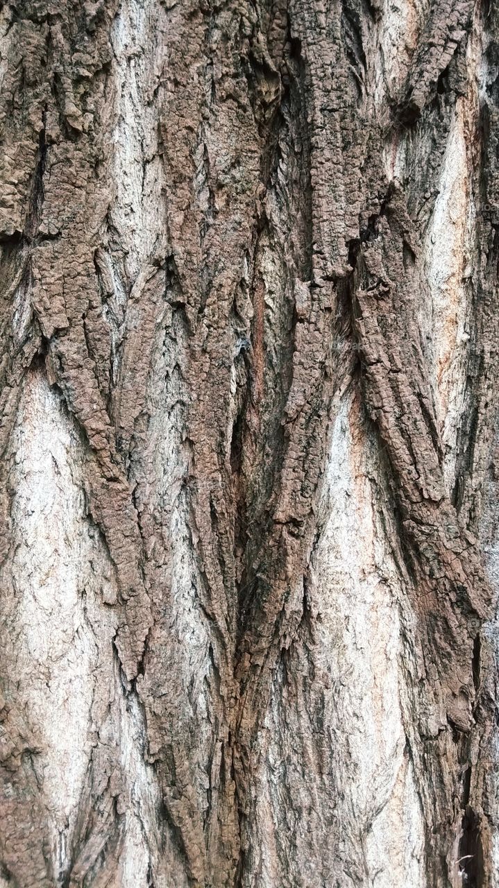 кора, дерево