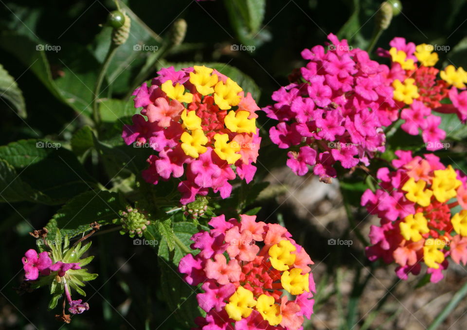 Mini Bouquets 