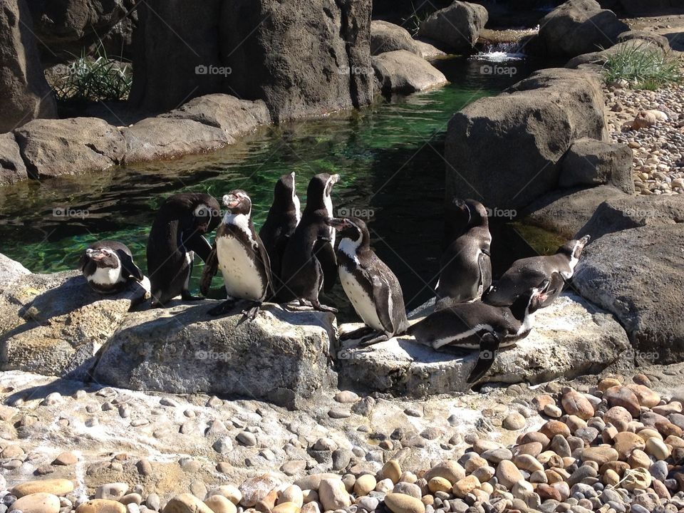 Penguins at the zoo