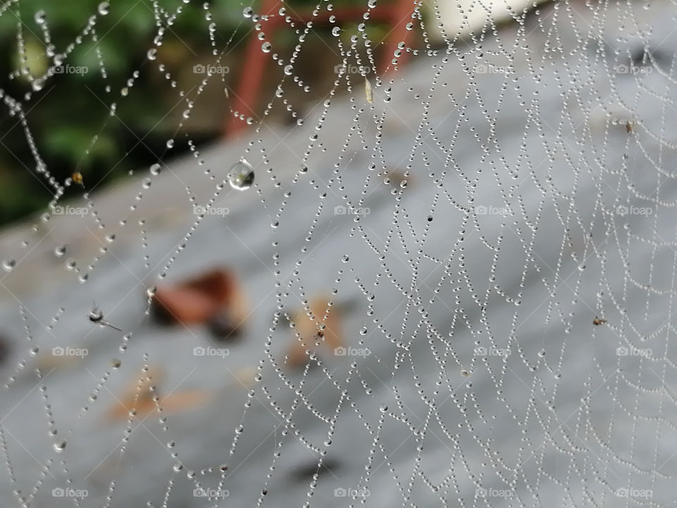 Beautiful spider web with dew drops in a morning. Looking beautiful nature art.