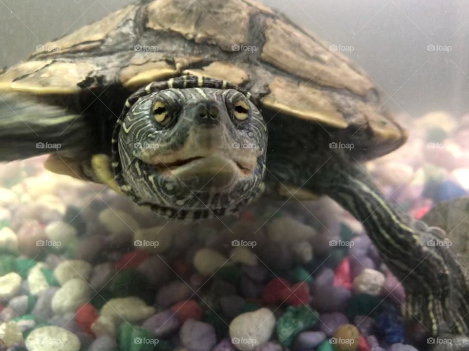 Turtle in her tank