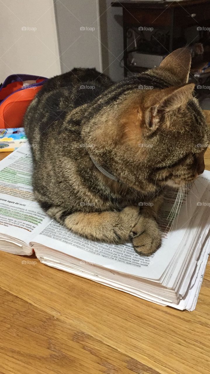 I can’t study because my d... my cat!