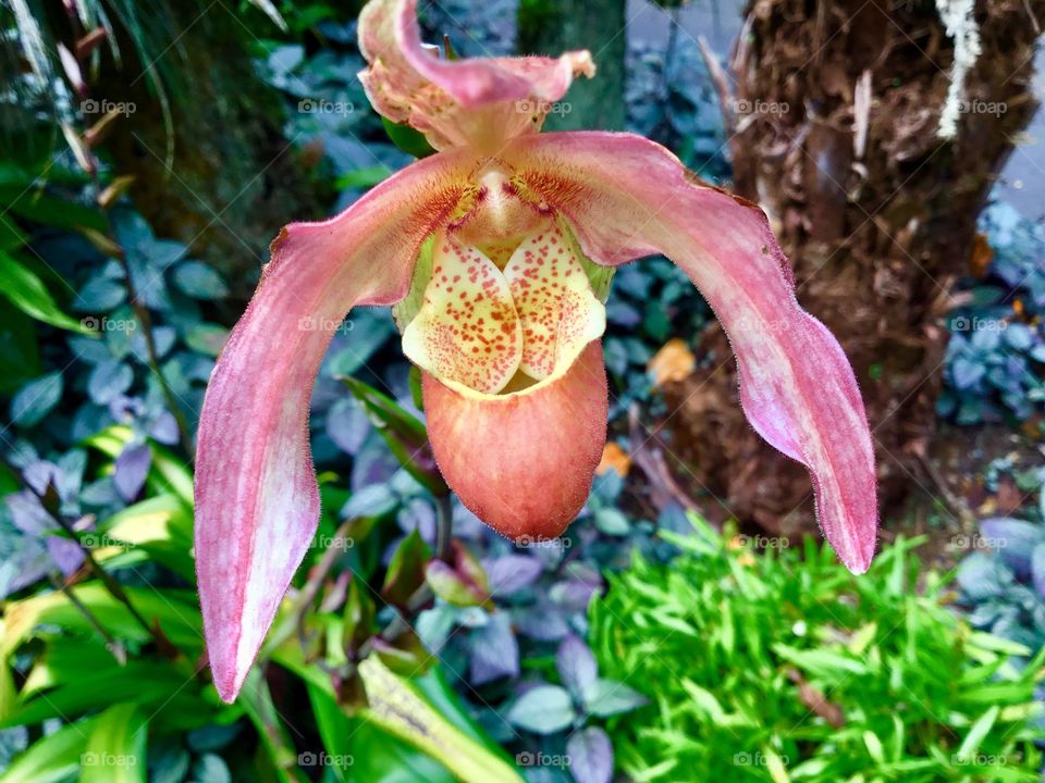 Orchid at Hawaii Tropical Botanical Garden