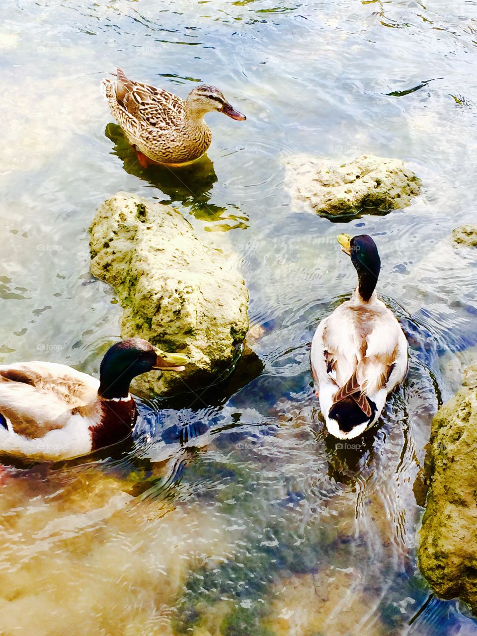 Duck group . Ducks circling around 