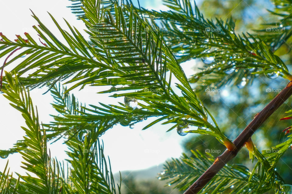 Pine tree, pine leaf closeup