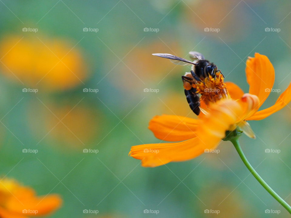 Honey bee on flower