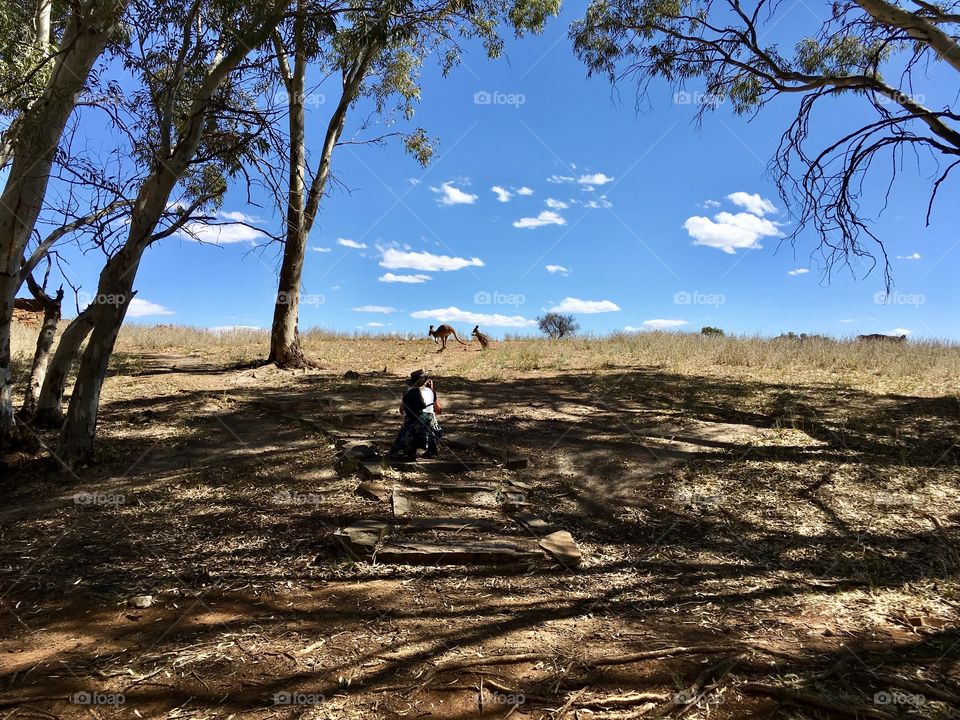 Female photographer  in the Australian outback photographing kangaroos 