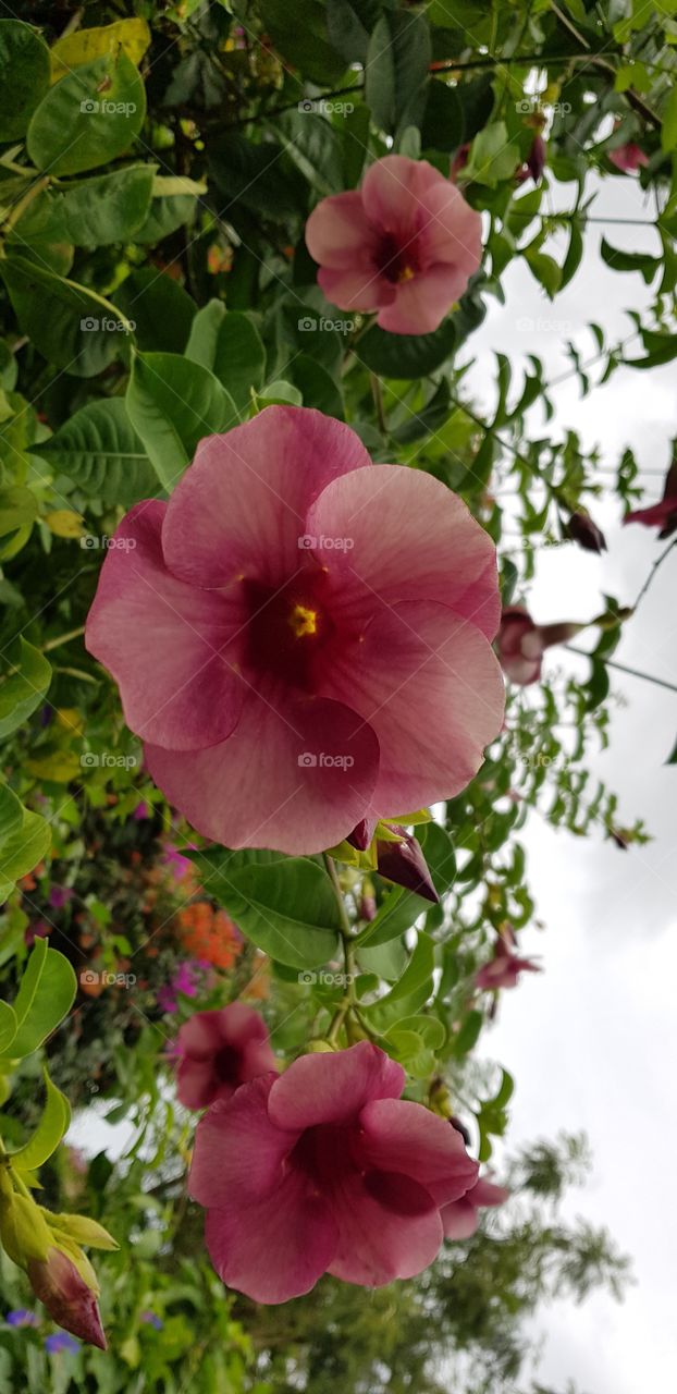 red flowers