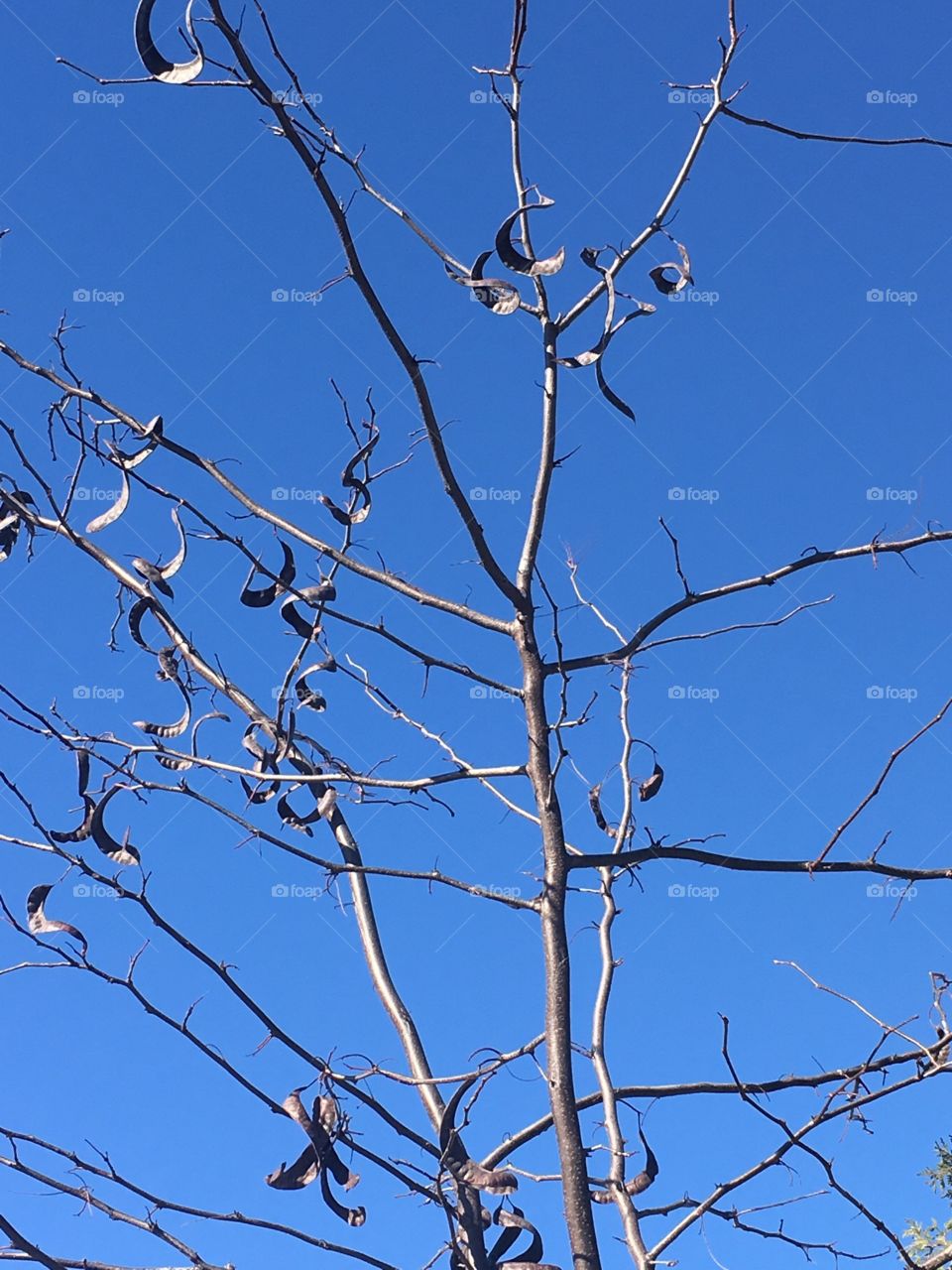 Seed pods against the sky