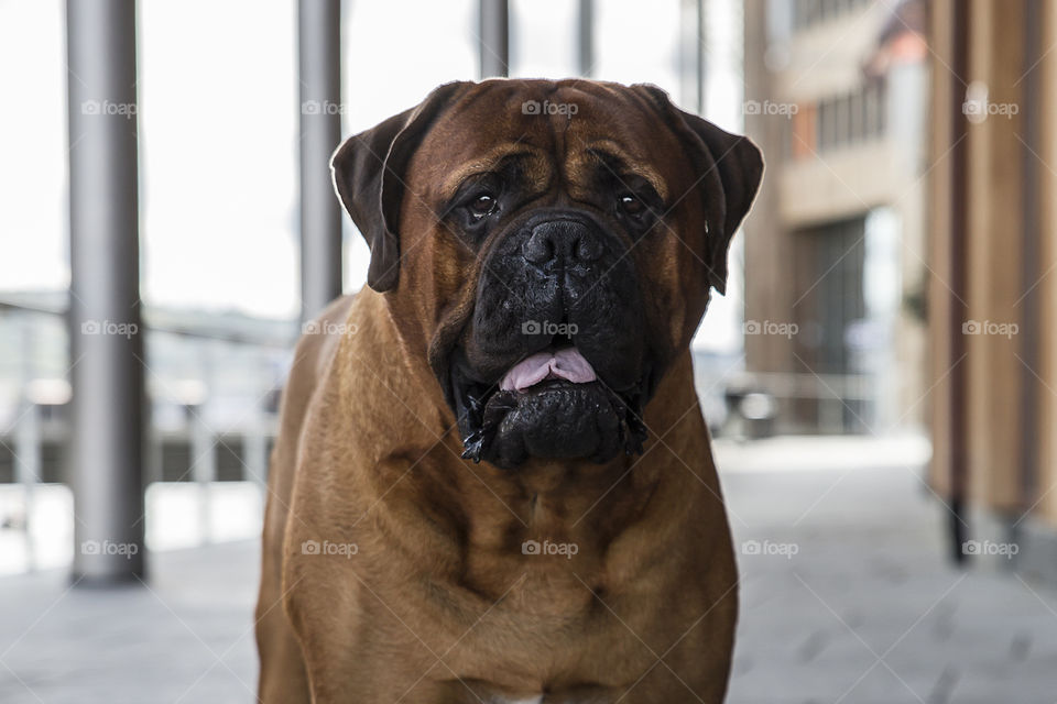 Proud big male bullmastiff looking in to the camera being curious 