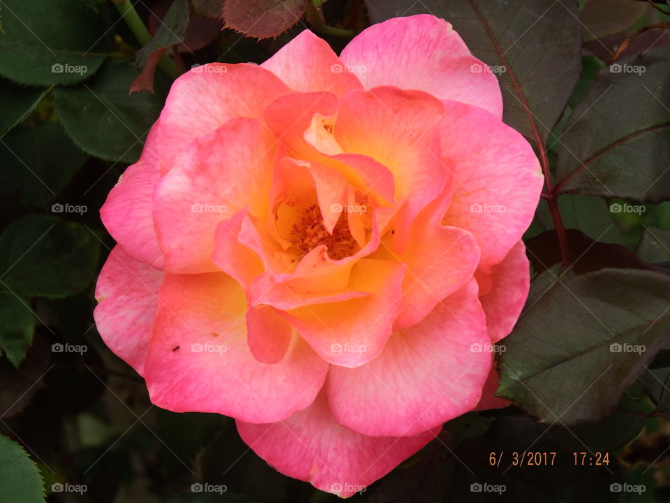 Dark pink full rose blooming