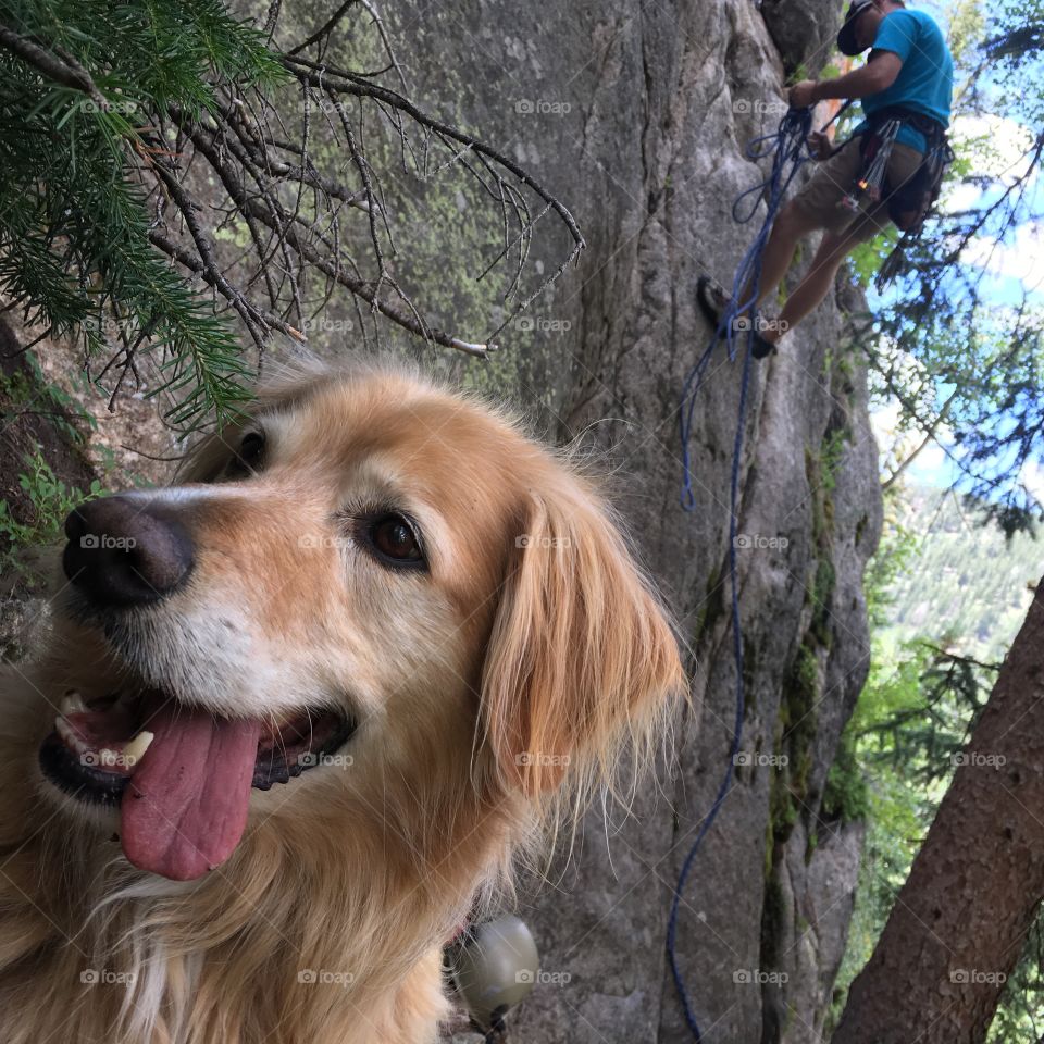 Rock climbing with a dog
