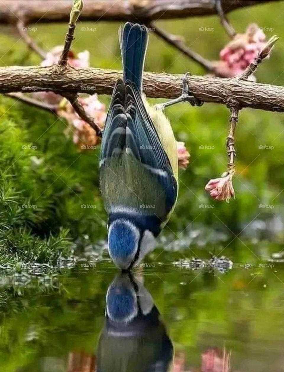 Bird 🐦 drinking water