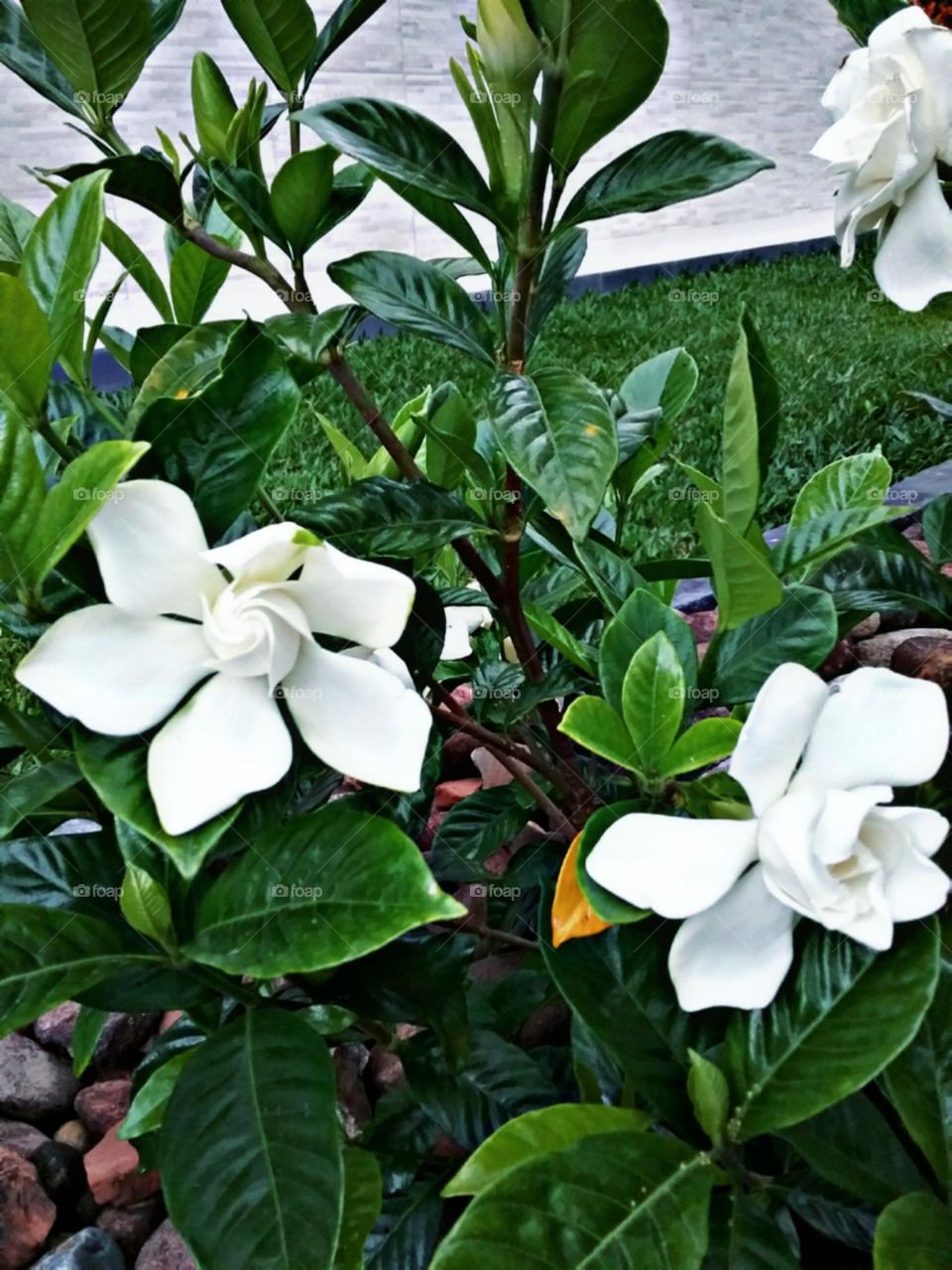 Dobradas como por alguma entidade encantada.