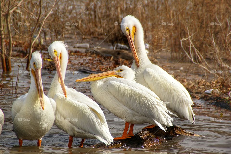 Close-up of white pelican in water