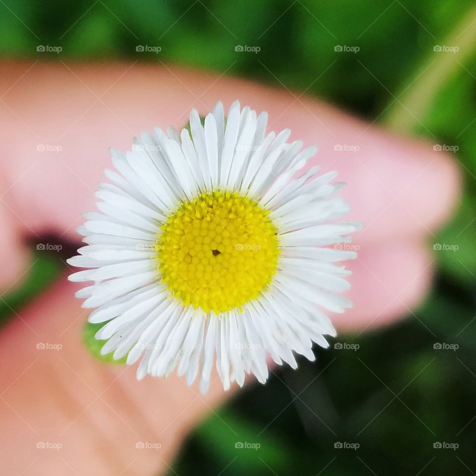 Little daisy looking wildflower
