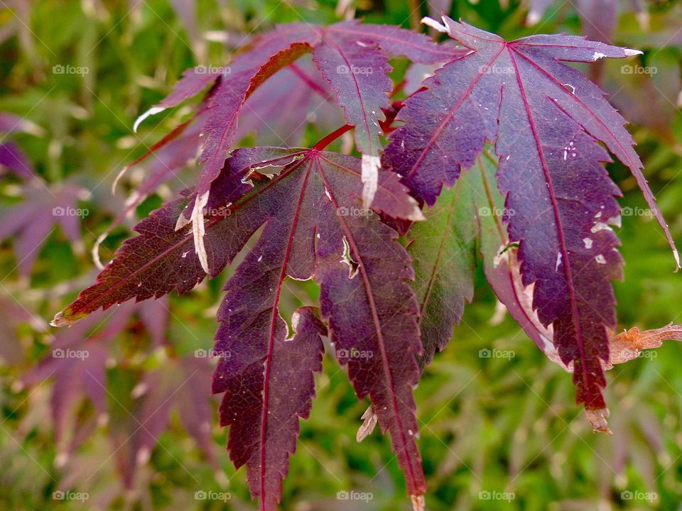 Purple leaves growing on a bush