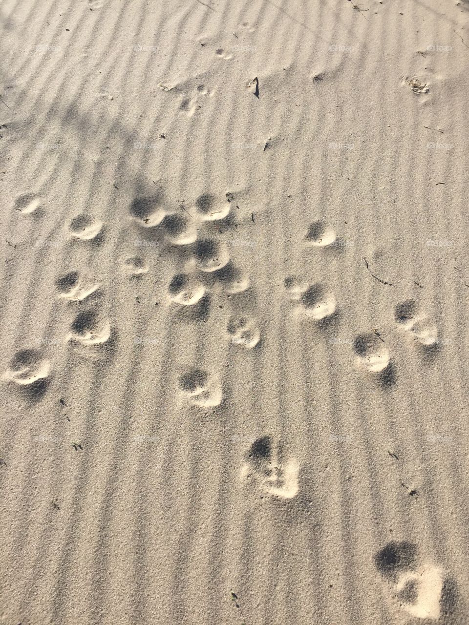Sandy Animal tracks
