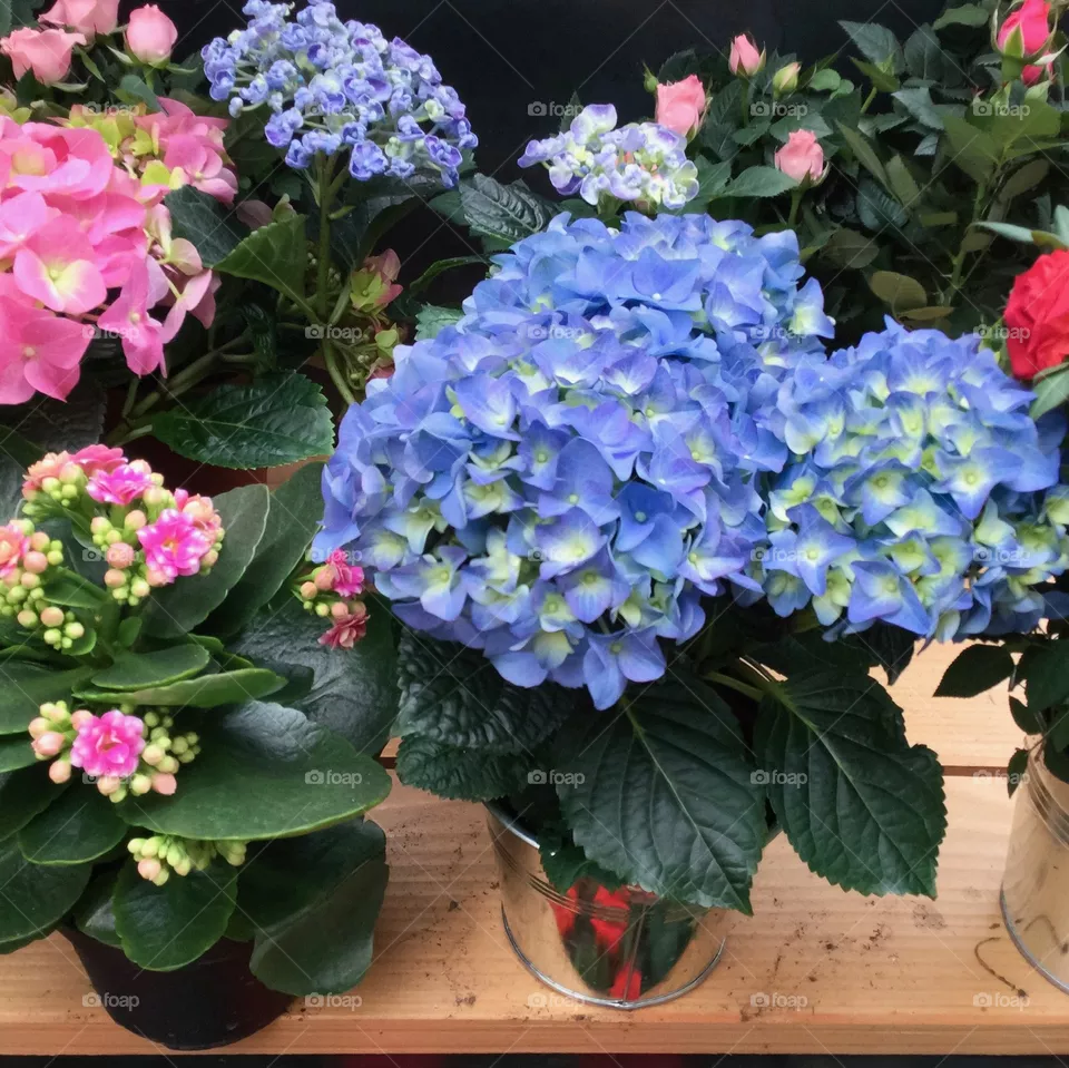 Flowers 