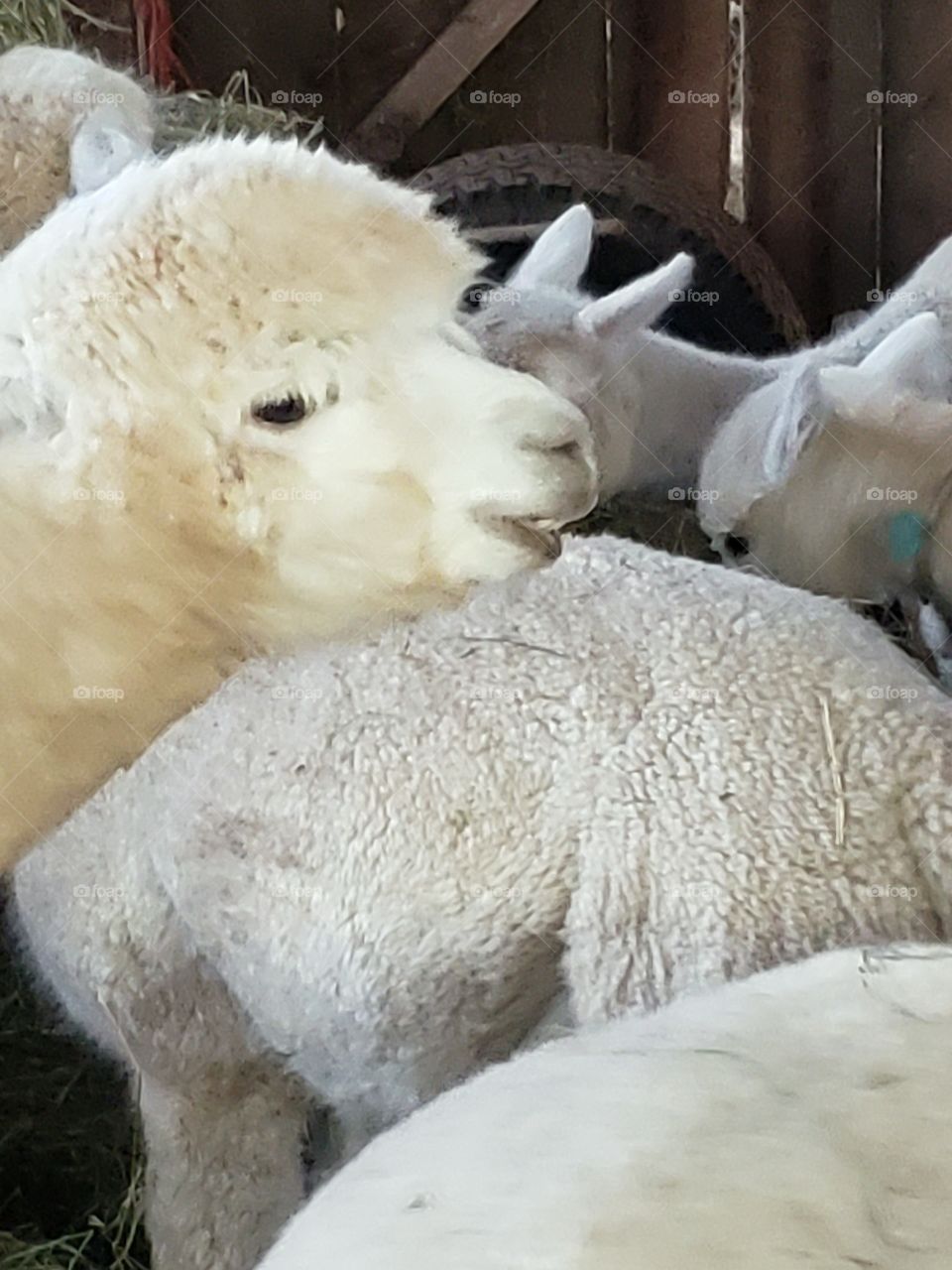 He wanted in the picture