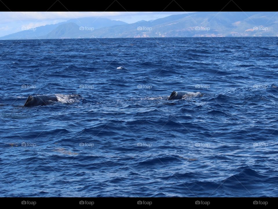 Mother and calf whale