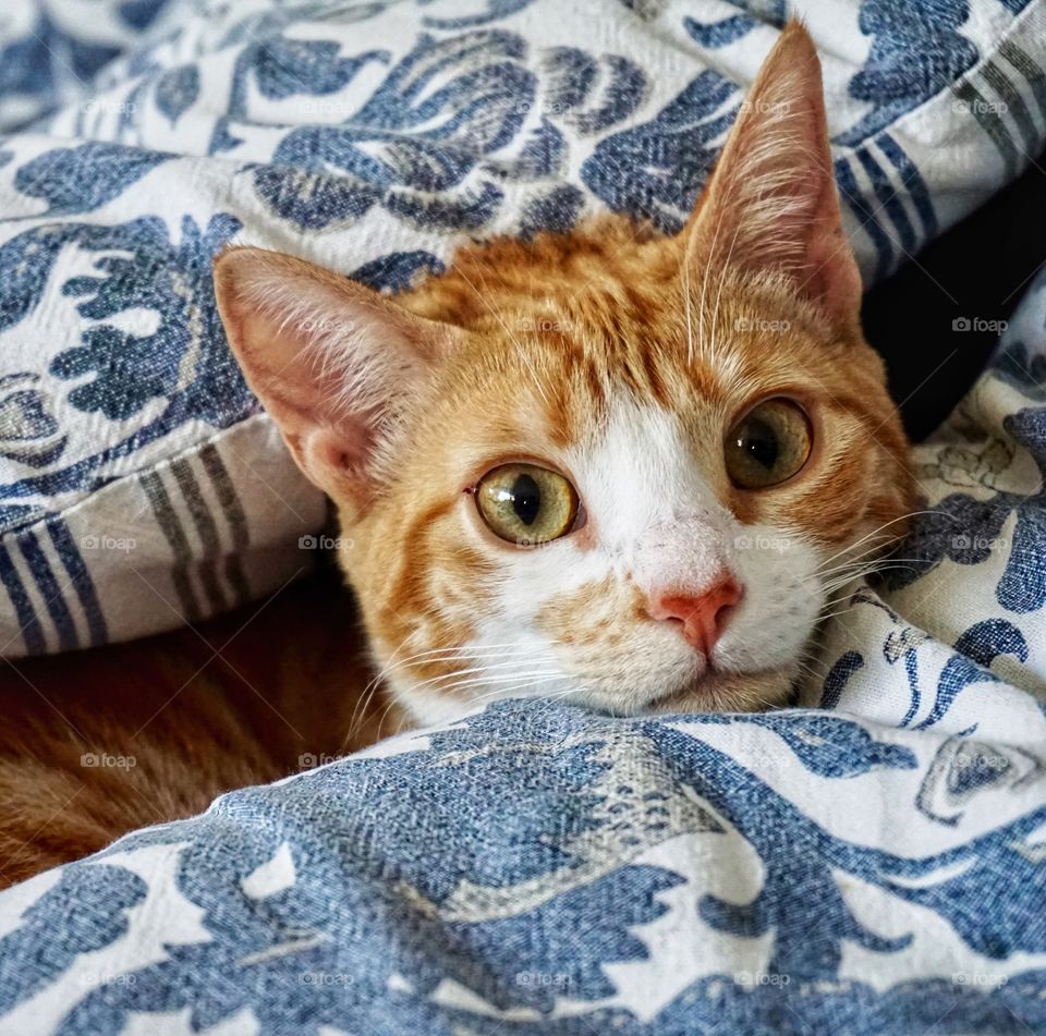 Little kitten peeping up to look at me between cushions ... so cute 🧡