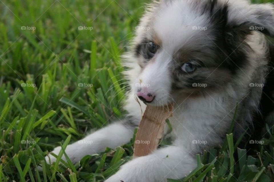 Mini Australian Shepherd