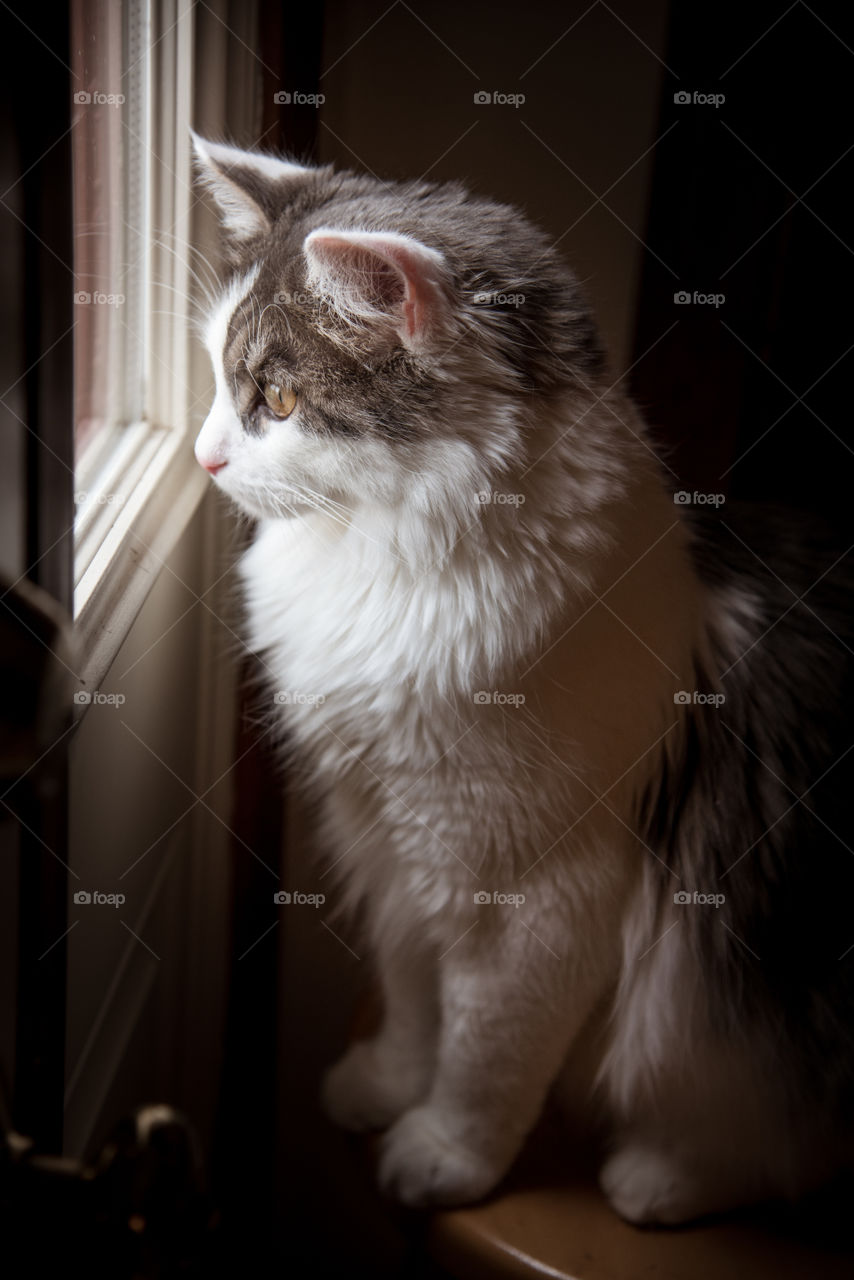 cat looking out the window bird watching