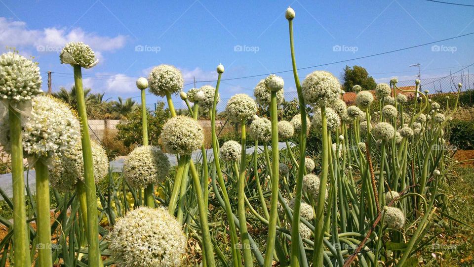 flores de.cebolla