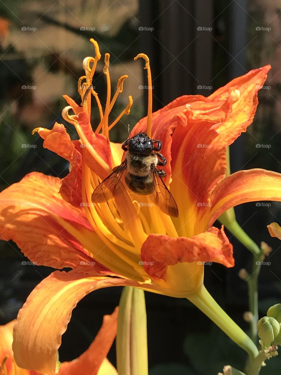 Bumble bee on orange Day Lilly 