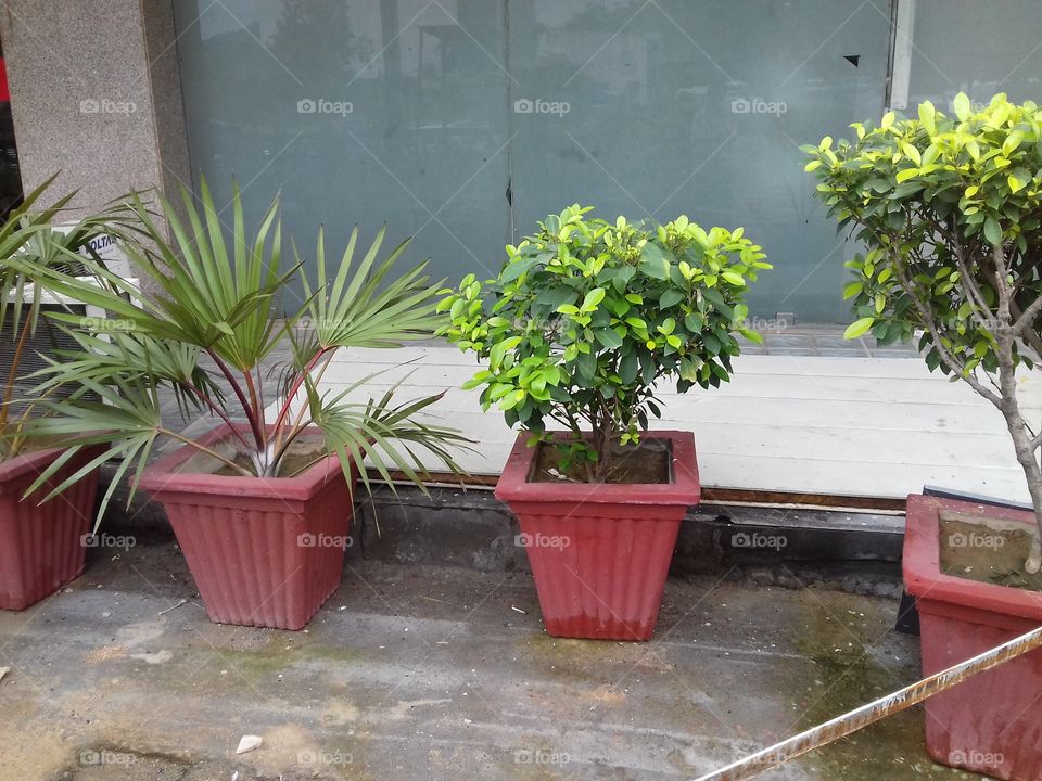 great! Different colour planted in the garden nice beauty.