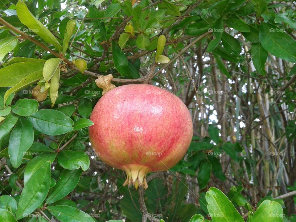pomegranate
