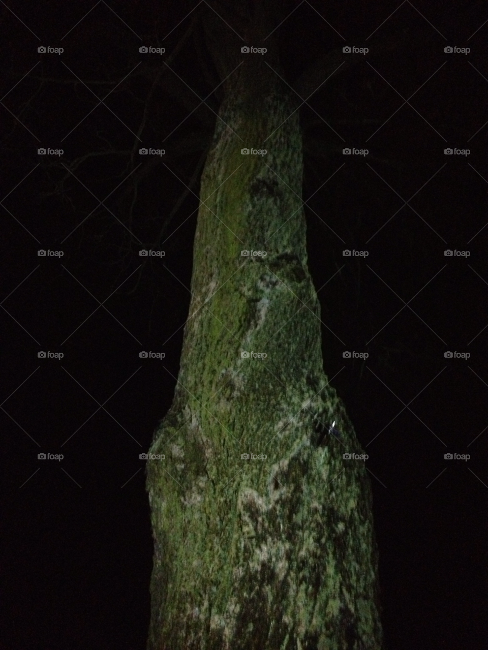 nature tree night by katrink