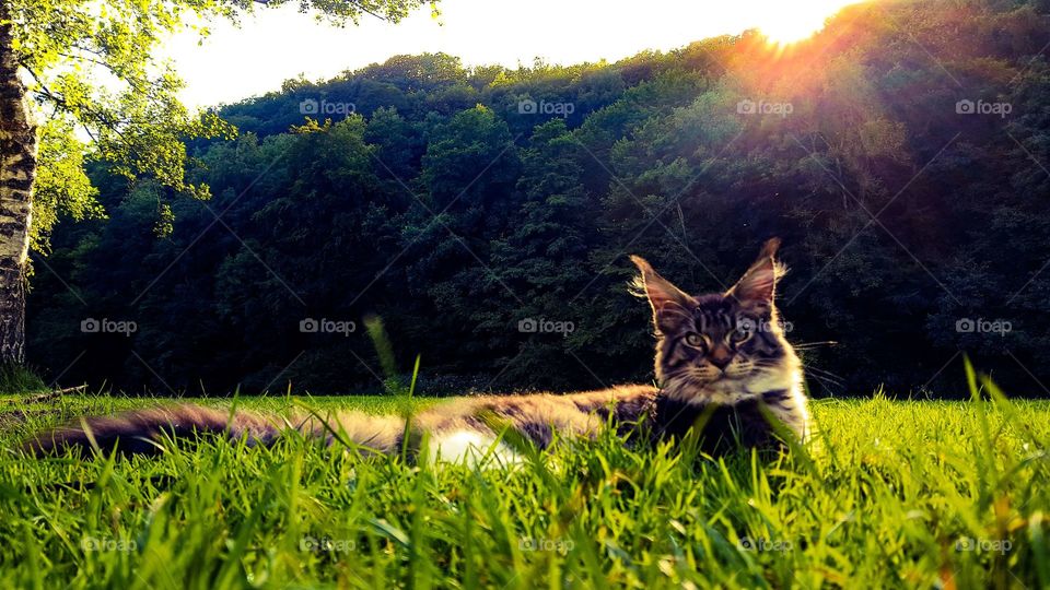 My beautiful Maine Coon cat Hannibal in the summer