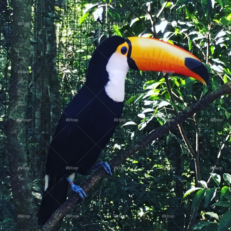 Toucan in Brasil