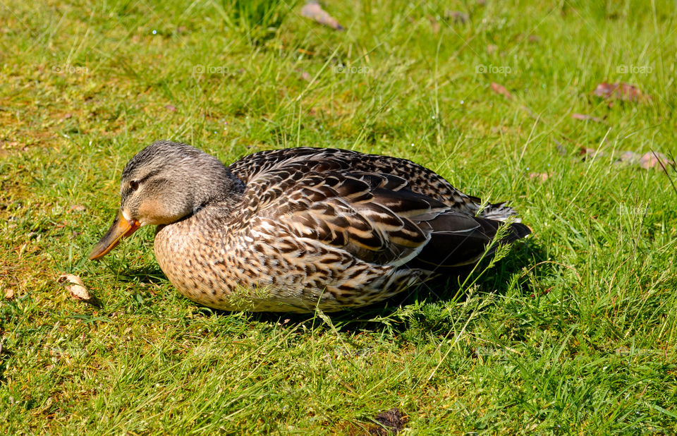 Closeup of duck resting on grass during spring