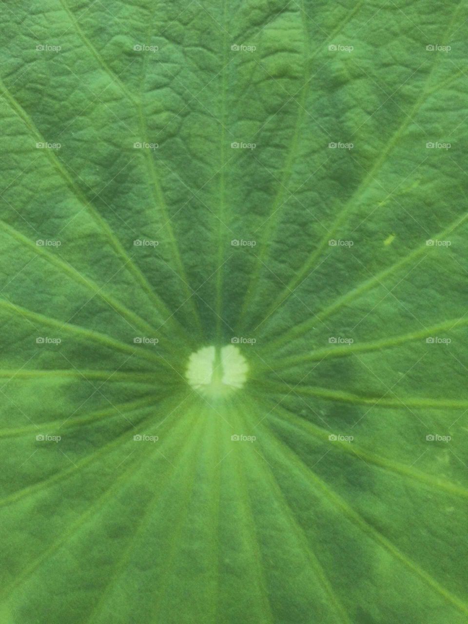 lily pad up and close