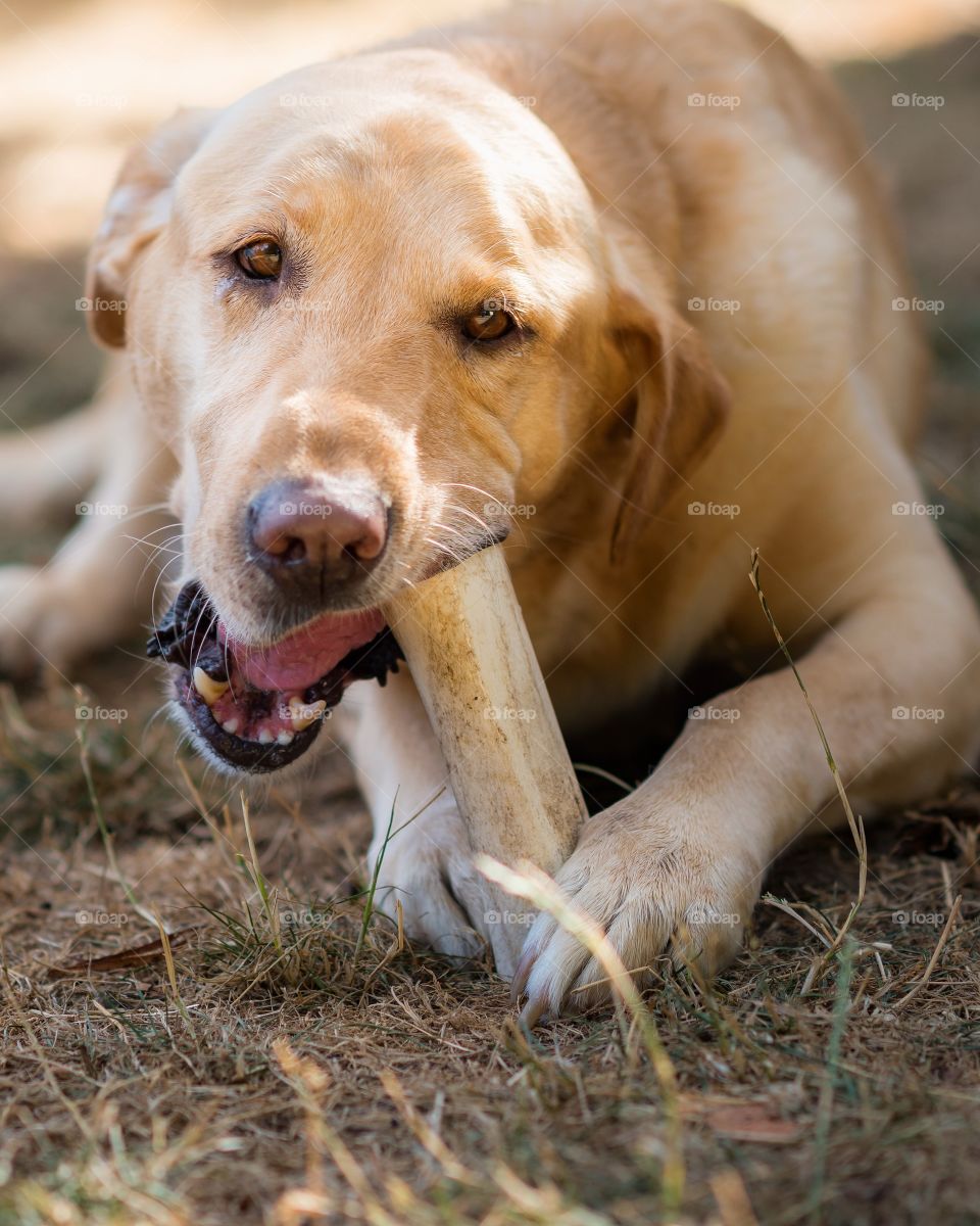 Labrador chewing bone 