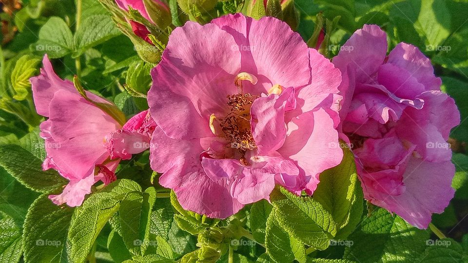 This tall shrub is known for its hardiness, surviving in many climate zones and poor soil conditions. They produce large flowers from summer to