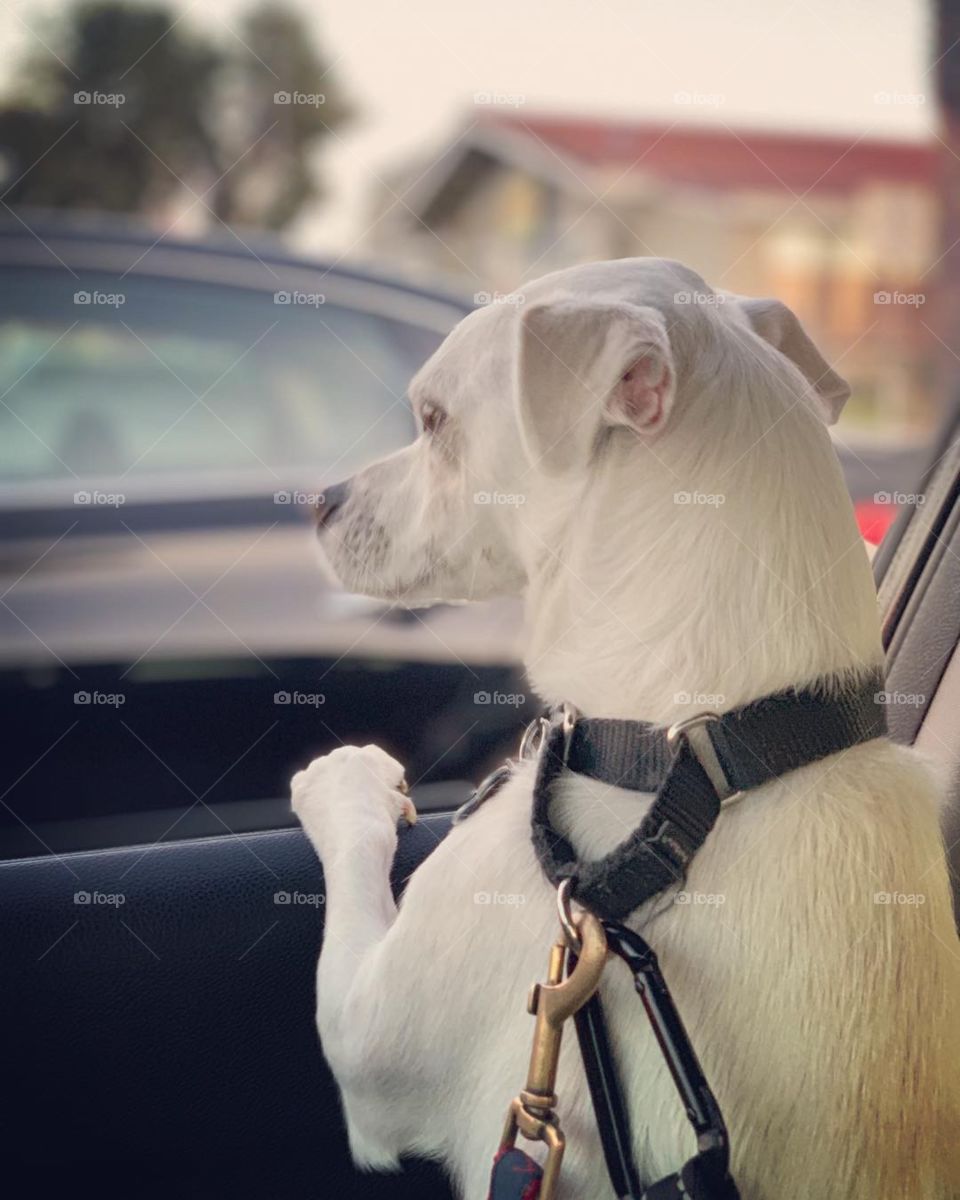 Dog looking outside window of car circa April 2019