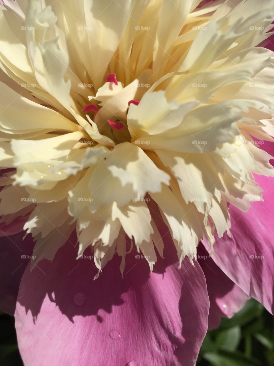 Flower, Nature, Flora, No Person, Summer