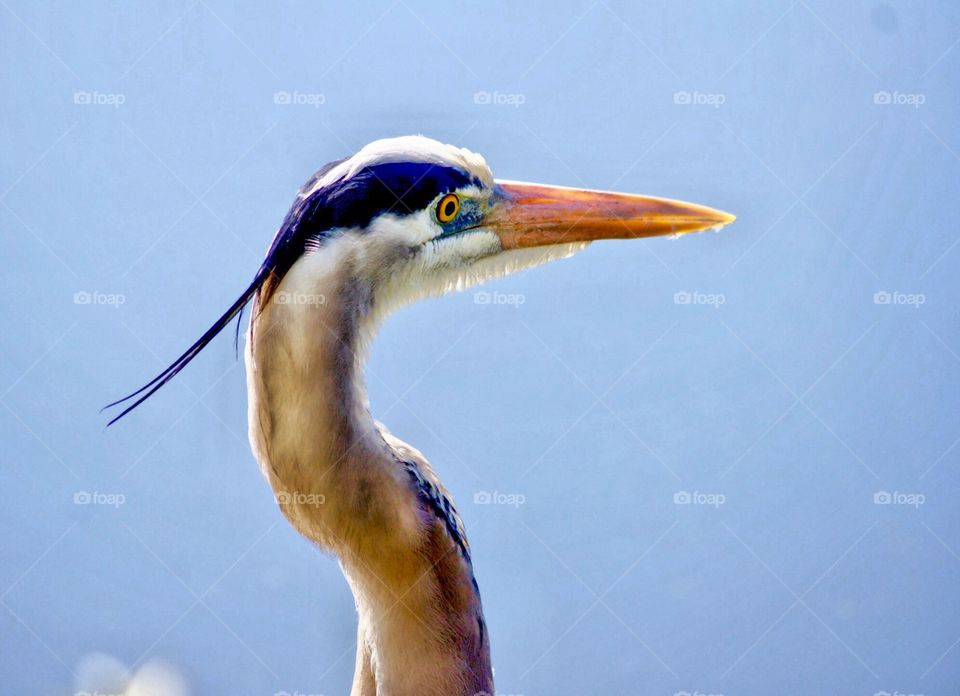 A great blue heron with great hair style 