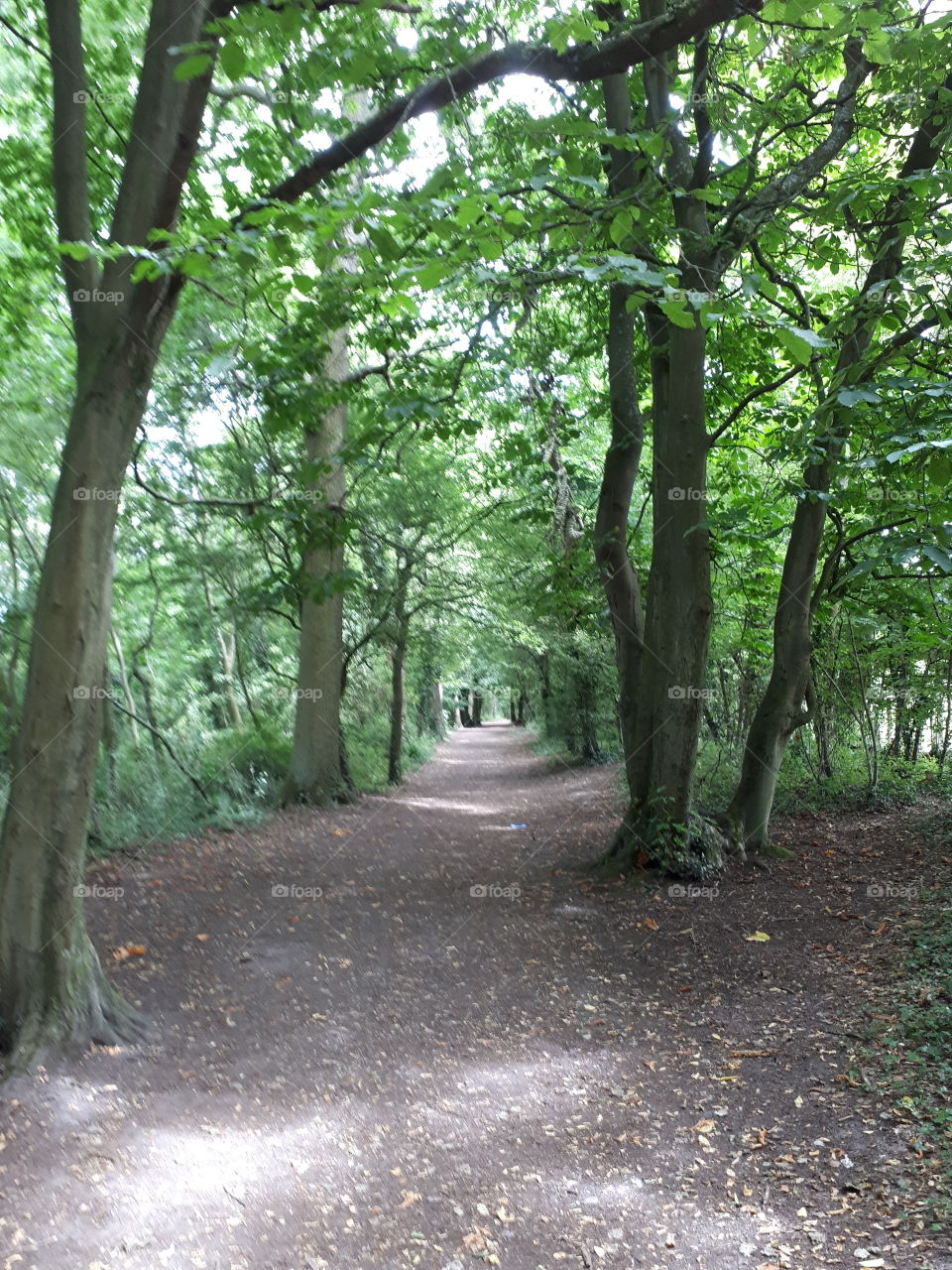 Woodland Path