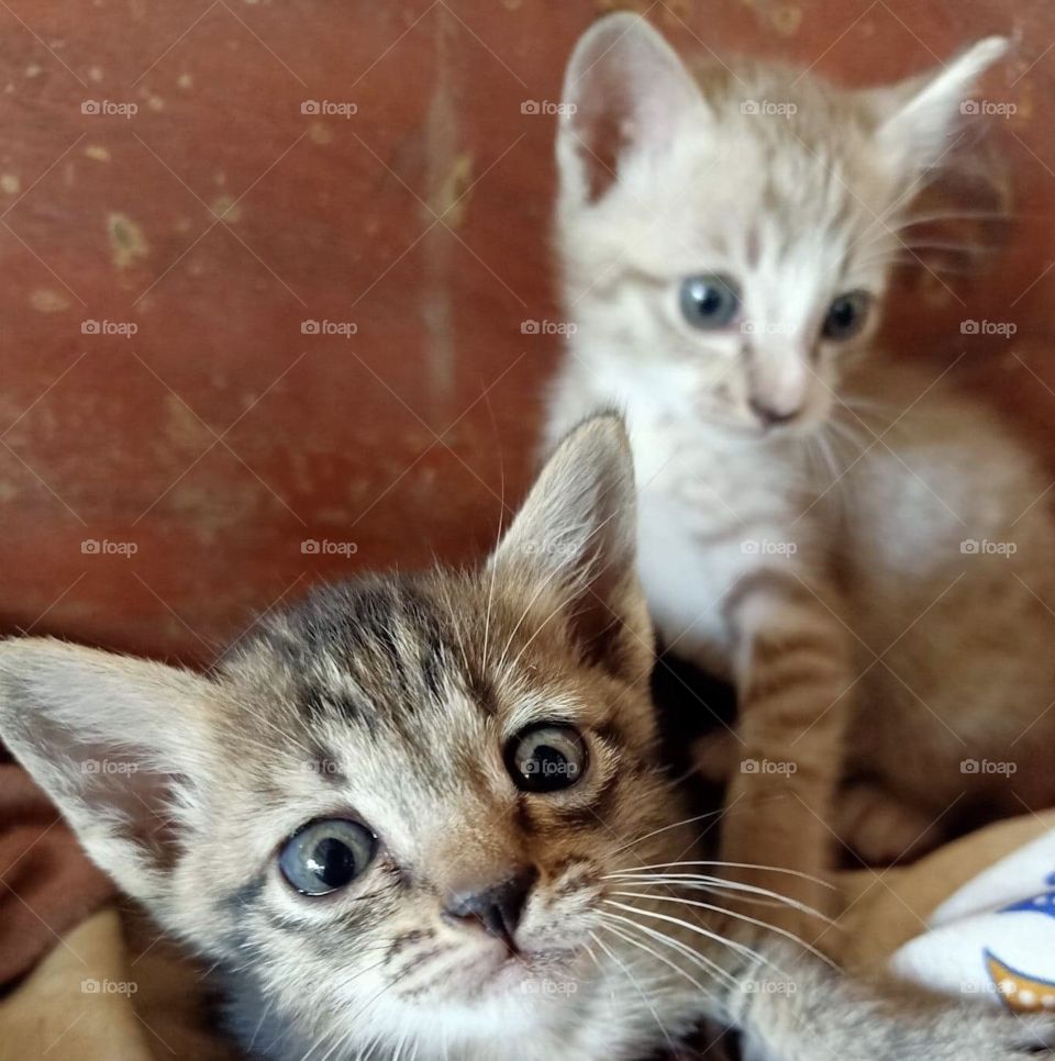 Little cat and younger sister